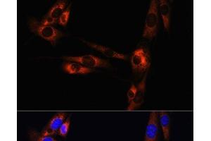Immunofluorescence analysis of NIH/3T3 cells using ADORA2A Polyclonal Antibody at dilution of 1:100. (Adenosine A2a Receptor Antikörper)