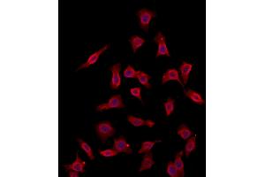 ABIN6260812 and ABIN6273100 staining HepG2 by IF/ICC. (CHMP4B Antikörper  (N-Term))