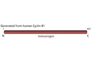 Image no. 1 for anti-Cyclin B1 (CCNB1) (AA 1-21) antibody (ABIN967426) (Cyclin B1 Antikörper  (AA 1-21))