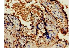 Immunohistochemistry of paraffin-embedded human placenta tissue using ABIN7162155 at dilution of 1:100 (OLFML3 Antikörper  (AA 201-406))