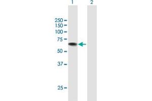 Western Blot analysis of USH1C expression in transfected 293T cell line by USH1C MaxPab polyclonal antibody. (USH1C Antikörper  (AA 1-533))