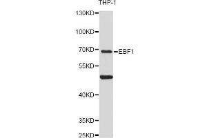 Western blot analysis of extracts of THP-1 cells, using EBF1 antibody (ABIN6292051) at 1:3000 dilution. (EBF1 Antikörper)