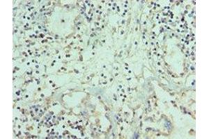 Immunohistochemistry of paraffin-embedded human prostate tissue using ABIN7173794 at dilution of 1:100 (TWEAK Antikörper  (AA 42-123))