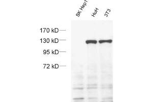 dilution: 1 : 1000 (ECL), sample: SK-Hep1 cell with a homozygous deletion of exportin 4. (XPO4 Antikörper  (AA 927-1151))