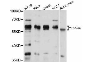 Western blot analysis of extracts of various cell lines, using PDCD7 antibody (ABIN5998476) at 1/1000 dilution. (PDCD7 Antikörper)