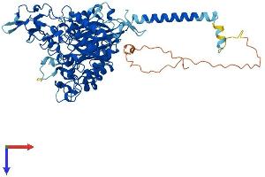 SLC3A1 Protein (AA 1-685) (His tag)