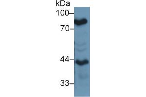 Western Blot; Sample: Mouse Lung lysate; Primary Ab: 1µg/ml Rabbit Anti-Mouse LTF Antibody Second Ab: 0. (Lactoferrin Antikörper  (AA 550-707))