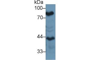 Western Blot; Sample: Mouse Lung lysate; Primary Ab: 1µg/ml Rabbit Anti-Mouse LTF Antibody Second Ab: 0.