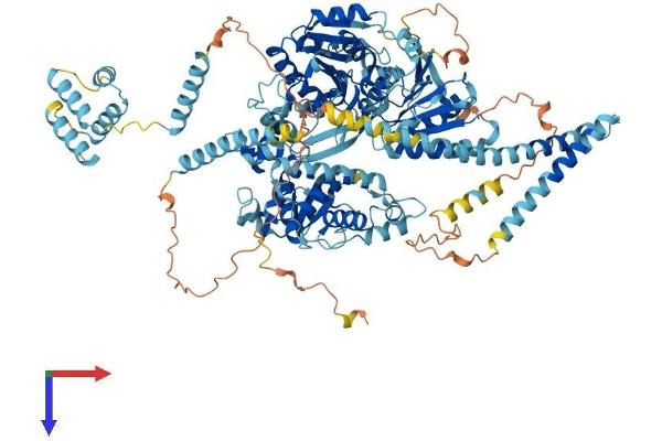 DHX16 Protein (AA 1-1041) (His tag)