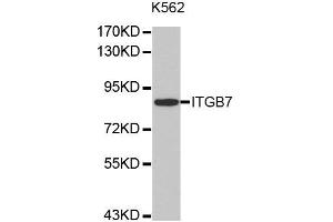 Western Blotting (WB) image for anti-Integrin beta 7 (ITGB7) antibody (ABIN1876935)