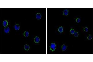 Immunofluorescence analysis of HL-60(left) and K562 (right) cells using CD19 mouse mAb (green). (CD19 Antikörper)