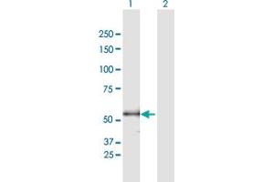 Western Blot analysis of ENTPD3 expression in transfected 293T cell line by ENTPD3 MaxPab polyclonal antibody.