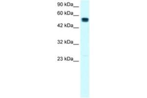 Western Blotting (WB) image for anti-SRY (Sex Determining Region Y)-Box 10 (SOX10) antibody (ABIN2460693) (SOX10 Antikörper)