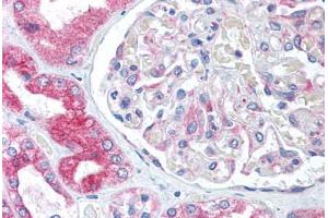 Human Kidney (formalin-fixed, paraffin-embedded) stained with BCAP31 antibody ABIN305717 at 5 ug/ml followed by biotinylated goat anti-rabbit IgG secondary antibody ABIN481713, alkaline phosphatase-streptavidin and chromogen. (BCAP31 Antikörper  (Internal Region))