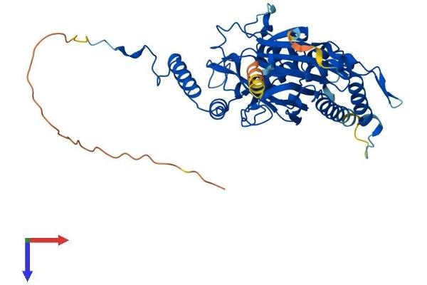 MRPS30 Protein (AA 1-442) (His tag)