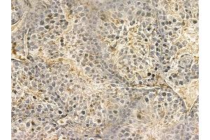 PTPMT1 Mouse Monoclonal Antibody at 1/100 staining mouse testis tissue by IHC-P. (PTPMT1 Antikörper)