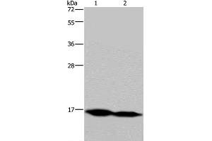 Western Blot analysis of Mouse skeletal muscle and Human hepatocellular carcinoma tissue using NDUFA13 Polyclonal Antibody at dilution of 1:350 (NDUFA13 Antikörper)