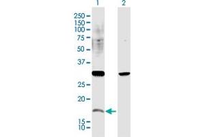 Western Blot analysis of CREM expression in transfected 293T cell line by CREM MaxPab polyclonal antibody.