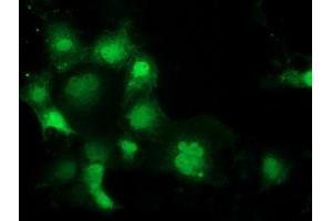 Immunofluorescence (IF) image for anti-Sepiapterin Reductase (SPR) antibody (ABIN1501112) (SPR Antikörper)