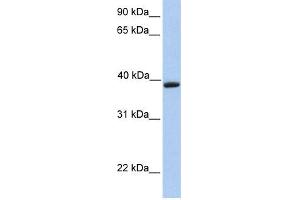 WB Suggested Anti-AQAntibody Titration:  0. (Aquaporin 10 Antikörper  (C-Term))