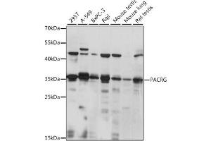 Western blot analysis of extracts of various cell lines, using PACRG antibody (ABIN7269176) at 1:1000 dilution. (PACRG Antikörper  (AA 150-250))