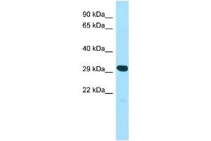 WB Suggested Anti-YIF1A Antibody Titration: 1. (YIF1A Antikörper  (N-Term))