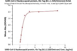 Immobilized Anti-SARS-CoV-2 Nucleocapsid Antibody, Chimeric mAb, Human IgG1 (AM223) at 1 μg/mL (100 μL/well) can bind SARS-CoV-2 Nucleocapsid protein, His Tag (B.