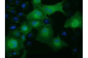 Immunofluorescence (IF) image for anti-Ketohexokinase (KHK) antibody (ABIN1499023) (Ketohexokinase Antikörper)
