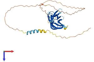 LTB Protein (AA 1-306) (His tag)