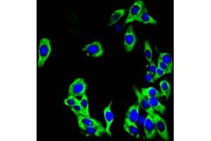 Immunofluorescent analysis of HepG2 cells using ABIN7163916 at dilution of 1:100 and Alexa Fluor 488-congugated AffiniPure Goat Anti-Rabbit IgG(H+L) (KCNK1 Antikörper  (AA 268-336))