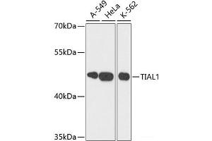 Western blot analysis of extracts of various cell lines using TIAL1 Polyclonal Antibody at dilution of 1:3000. (TIAL1 Antikörper)