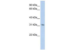 MPG antibody used at 1 ug/ml to detect target protein.