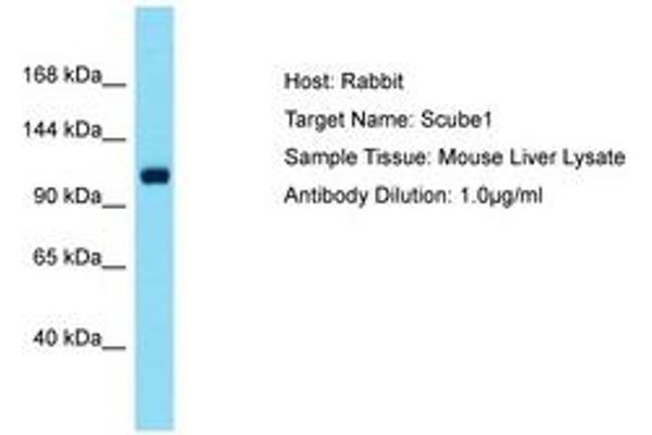 SCUBE1 Antikörper  (AA 518-567)