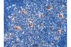 DAB staining on IHC-P; Samples: Mouse Lymph node Tissue (HSD17B12 Antikörper  (AA 1-312))