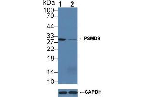 Western Blotting (WB) image for anti-Proteasome (Prosome, Macropain) 26S Subunit, Non-ATPase, 9 (PSMD9) (AA 2-223) antibody (ABIN7442213)