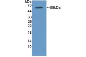 Figure. (DOK3 Antikörper  (AA 128-385))