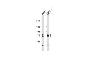 All lanes : Anti-ESRP1 Antibody (N-term) at 1:2000 dilution Lane 1: A431 whole cell lysate Lane 2: MCF-7 whole cell lysate Lysates/proteins at 20 μg per lane. (ESRP1 Antikörper  (AA 182-211))