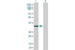 Western Blot analysis of HSD17B7 expression in transfected 293T cell line by HSD17B7 MaxPab polyclonal antibody. (HSD17B7 Antikörper  (AA 1-341))