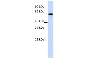 Western Blotting (WB) image for anti-Zinc Finger Protein 655 (ZNF655) antibody (ABIN2458443) (ZNF655 Antikörper)