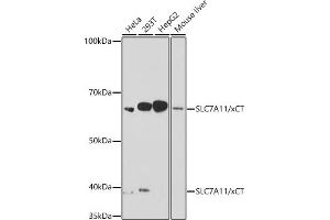 Western blot analysis of extracts of various cell lines, using SLC7/xCT antibody (ABIN7270482) at 1:1000 dilution. (SLC7A11 Antikörper)