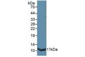 Western blot analysis of recombinant Mouse IL13Ra2. (IL13RA2 Antikörper  (AA 228-338))