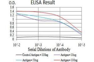 Fig. (Estrogen Receptor alpha Antikörper  (pTyr537))