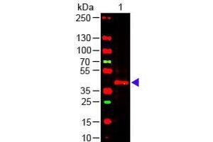 Western Blot of Mouse anti-TRPC6 Antibody Lane 1: Mouse Kidney WCL Load: 10 µg per lane Primary antibody: TRPC6 Antibody at 1:1000 for overnight at 4°C Secondary antibody: 649 donkey anti-mouse at 1:20,000 for 30 min at RT Block: ABIN925618 for 30 min at RT (TRPC6 Antikörper  (C-Term))
