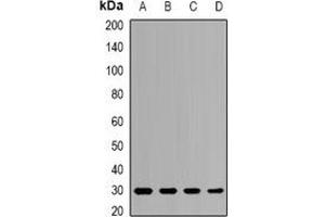 Western blot analysis of PSMB8 expression in HepG2 (A), HL60 (B), mouse liver (C), mouse spleen (D) whole cell lysates.