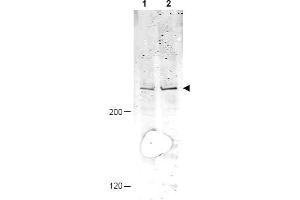 Image no. 1 for anti-Anaphase Promoting Complex Subunit 1 (ANAPC1) (AA 373-382), (pSer377) antibody (ABIN401307) (APC1 Antikörper  (pSer377))