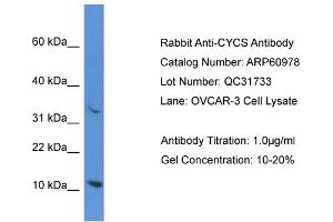 Western Blotting (WB) image for anti-Cytochrome C, Somatic (CYCS) (N-Term) antibody (ABIN2788640) (Cytochrome C Antikörper  (N-Term))