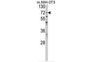 Western blot analysis of PABPC1 Antibody (Center) in NIH-3T3 cell line lysates (35ug/lane). (PABP Antikörper  (Middle Region))
