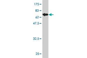 Western Blot detection against Immunogen (70. (IDO1 Antikörper  (AA 1-403))