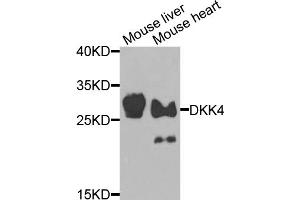 Western blot analysis of extracts of various cell lines, using DKK4 antibody (ABIN5974467) at 1/1000 dilution. (DKK4 Antikörper)