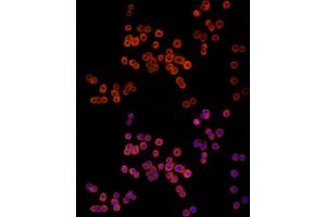 Immunofluorescence analysis of HT-29 cells using MTAP Rabbit mAb (ABIN7268498) at dilution of 1:100 (40x lens). (MTAP Antikörper)